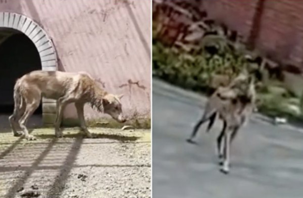 5匹野狼闖村莊叼走寵物狗 主人騎車丟磚頭 狂追百米救援