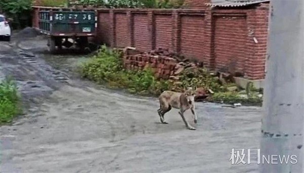 5匹狼闖入村莊「叼走寵物狗」　主人「騎車丟磚頭」狂追百米救援。（圖／翻攝極目新聞）