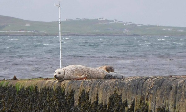 海豹脖子纏繩。（圖／翻攝自Hillswick Wildlife Sanctuary、Friends of Horsey Seals）