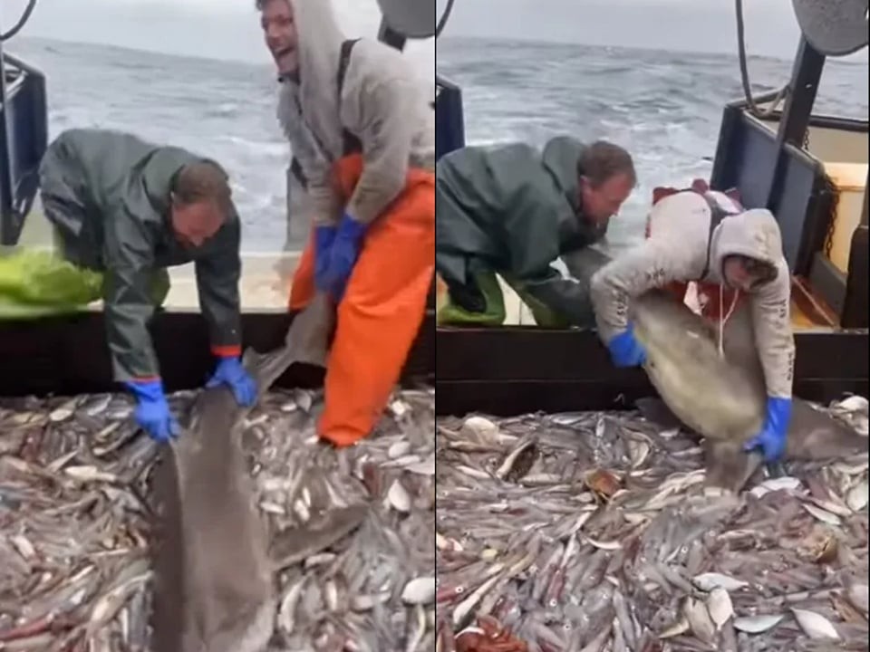 ▲▼有漁民意外捕獲鯊魚，結果要放生時竟見到鯊魚不願離開。（圖／翻攝自YouTube／Meme Reel）