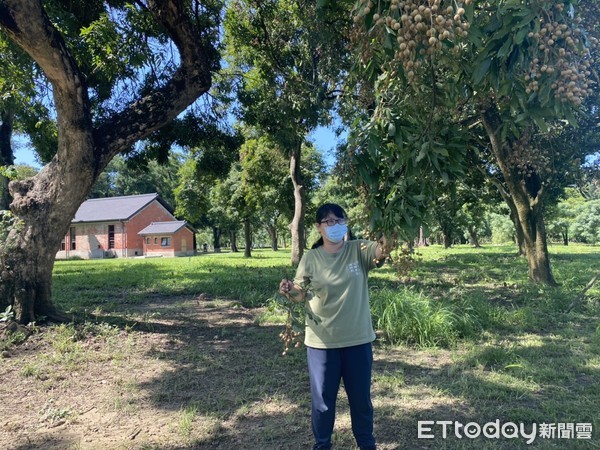 ▲台南山上花園水道博物館迎接16日微解封第一個假日，推出親子採龍眼活動，民眾只要自備工具，購票入園後即可自由摘取。（圖／記者林悅翻攝，下同）