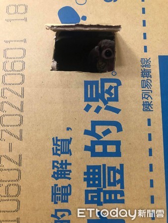 遭棄鸚鵡被好心人收留。（圖／飼主陳姓網友提供）