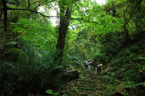 ▲▼有山友趁微解封的首個周末去德芙蘭步道，竟然聽到黑熊吼叫聲。（圖／記者鄧木卿翻攝）