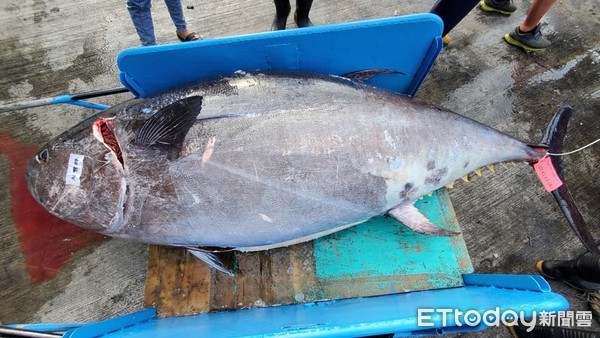 ▲2021年東港第一鮪拍賣創下每公斤萬元歷史高價紀錄             。（圖／記者陳崑福翻攝，資料照片）