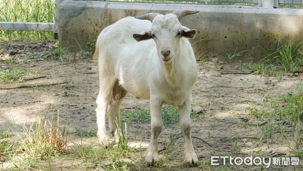 ▲重新開園的台南頑皮世界動物園，來客有明顯成長，中午前就湧入了上百名遊客，園方希望讓悶久的遊客，能夠在保持社交距離情況下，放鬆親近動物與自然生態。（圖／記者林悅翻攝，下同）