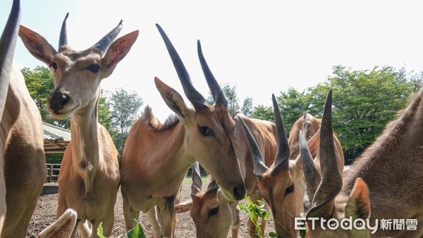 ▲重新開園的台南頑皮世界動物園，來客有明顯成長，中午前就湧入了上百名遊客，園方希望讓悶久的遊客，能夠在保持社交距離情況下，放鬆親近動物與自然生態。（圖／記者林悅翻攝，下同）