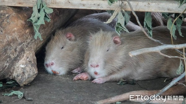 ▲重新開園的台南頑皮世界動物園，來客有明顯成長，中午前就湧入了上百名遊客，園方希望讓悶久的遊客，能夠在保持社交距離情況下，放鬆親近動物與自然生態。（圖／記者林悅翻攝，下同）