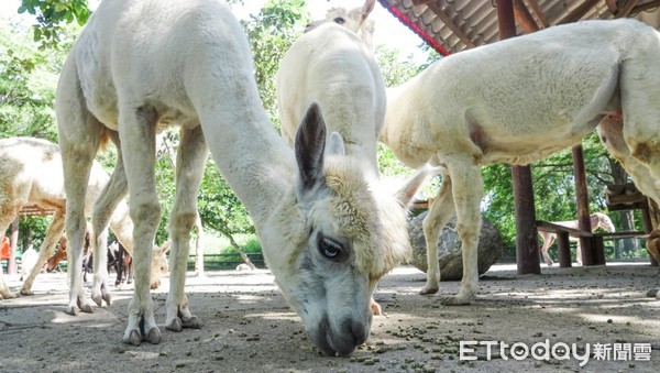 ▲重新開園的台南頑皮世界動物園，來客有明顯成長，中午前就湧入了上百名遊客，園方希望讓悶久的遊客，能夠在保持社交距離情況下，放鬆親近動物與自然生態。（圖／記者林悅翻攝，下同）