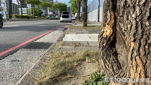 ▲▼雙載機車疑自撞路樹，13歲少女頭部重創命危。（圖／記者游宗樺攝）