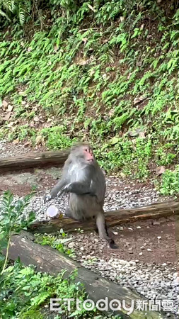 ▲溪頭獼猴王誤食園區內的施工油漆。（圖／台大實驗林管處提供）