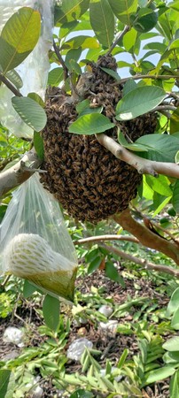 ▲小蜜蜂常於住家附近築巢 。（圖／高雄市府農業局提供）