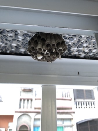 ▲小蜜蜂常於住家附近築巢 。（圖／高雄市府農業局提供）