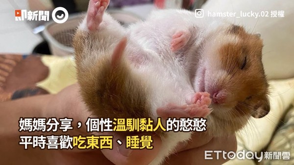 ▲▼周憨憨。（圖／即新聞／IG帳號@hamster_lucky.02提供）