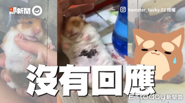 ▲▼周憨憨。（圖／即新聞／IG帳號@hamster_lucky.02提供）