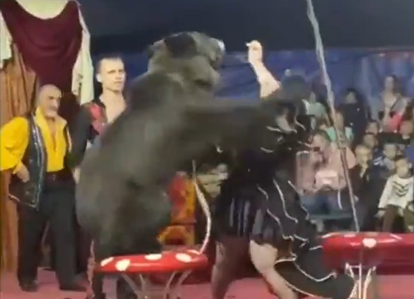 ▲▼俄羅斯馬戲團黑熊攻擊女馴獸師。（圖／取自推特／@siberian_times）