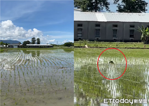 ▲花嘴鴨嚇到腿軟！田中「拍翅狂逃」　青農「蛇計畫奏效」：看到鬼嗎。（圖／網友魏瑞廷提供，請勿隨意翻拍，以免侵權。）