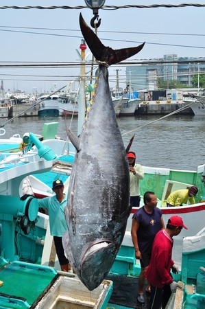 ▲東港黑鮪魚             。（圖／東港區漁會提供，以下同）