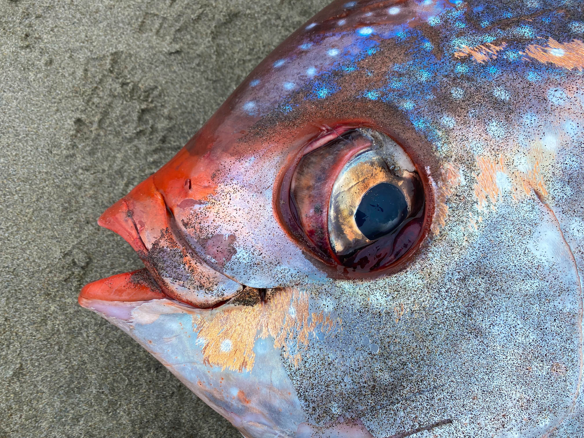 ▲▼美國俄勒岡州海灘發現體型巨大、色彩鮮豔的「月魚」。（圖／翻攝自Seaside Aquarium臉書）