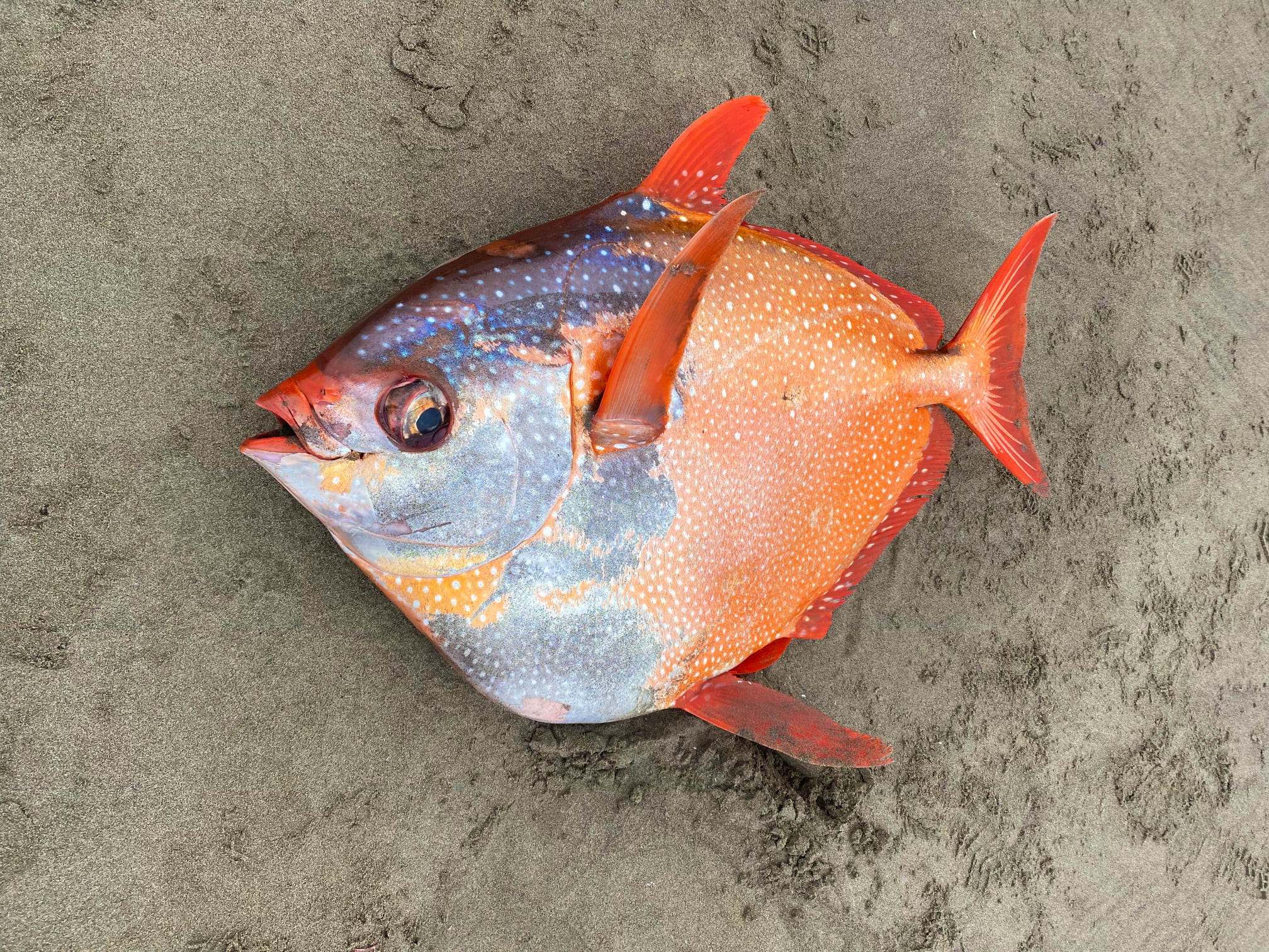 ▲▼美國俄勒岡州海灘發現體型巨大、色彩鮮豔的「月魚」。（圖／翻攝自Seaside Aquarium臉書）