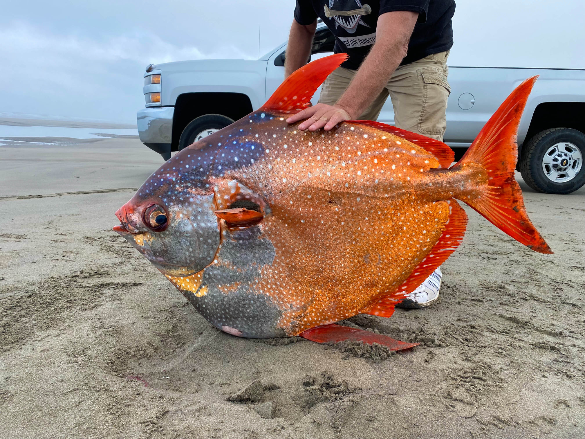 ▲▼美國俄勒岡州海灘發現體型巨大、色彩鮮豔的「月魚」。（圖／翻攝自Seaside Aquarium臉書）