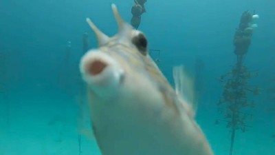 牛角魚見海底鏡頭「狂撞猛親」　志工見巧合重逢笑了：牠是來答謝的