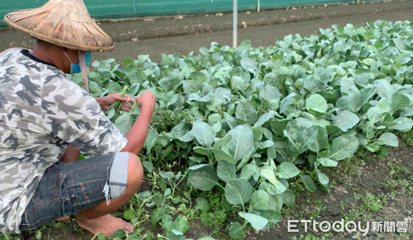 ▲雲林農民於菜園中採收蔬菜，對於颱風可能入境，均抱持平常心看待。（圖／記者蔡佩旻攝）