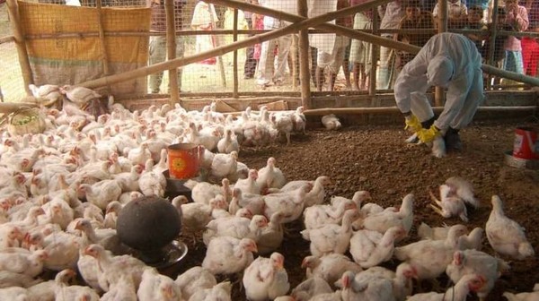 ▲▼印度驚爆首宗H5N1禽流感死亡病例。（圖／翻攝自推特／@Snookindia）