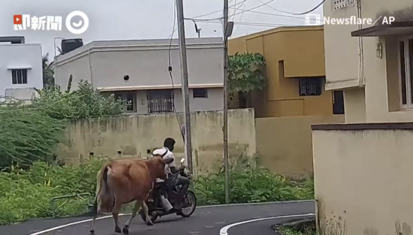 ▲目睹「剛出去小牛」被載走！牛媽肉身躺車　雙眼緊盯奔跑要追回。（圖／Newsflare／AP授權提供。）