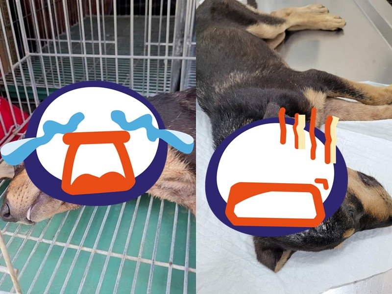 吃死老鼠 廚餘果腹 幼犬遭 橡皮筋切斷整片耳朵 頸肉模糊 Ettoday寵物雲 Ettoday新聞雲