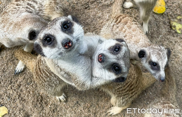 ▲▼最愛守望相助〜狐獴家族增產。（圖／台北市立動物園提供，下同）