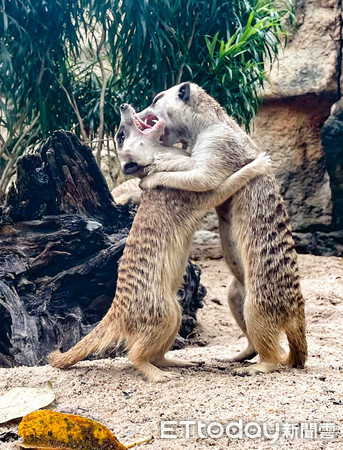 ▲▼最愛守望相助〜狐獴家族增產。（圖／台北市立動物園提供，下同）