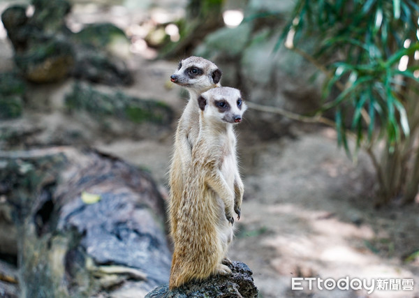 ▲▼最愛守望相助〜狐獴家族增產。（圖／台北市立動物園提供，下同）