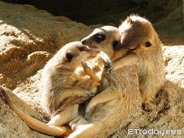 ▲▼最愛守望相助〜狐獴家族增產。（圖／台北市立動物園提供，下同）