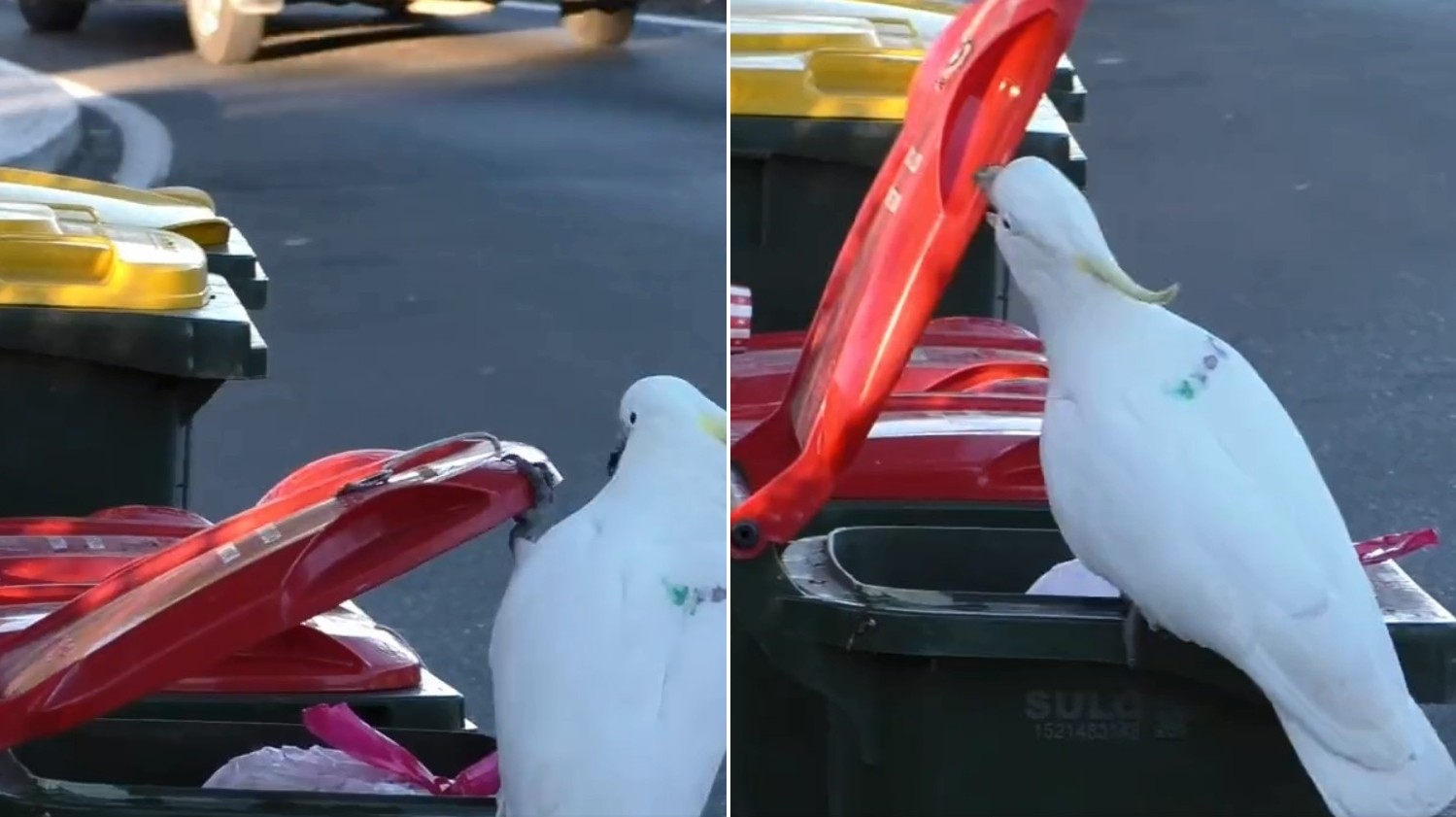 ▲▼澳洲鸚鵡會開垃圾桶，還會教同伴。（圖／翻攝自twitter／Dr John Martin）