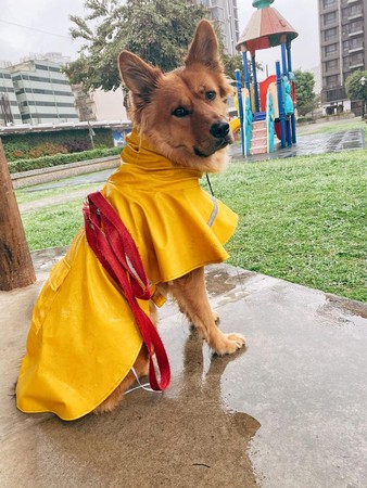 ▲散步下暴雨！萌犬到「鄰居家避難」得逞賊笑　媽嘆：有牠最愛的貓。（圖／有點毛毛的／粉專「囧哥long stay」提供）