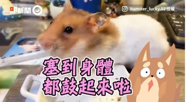 ▲鼠寶狂吞營養糊「一口都不浪費」　飼主用力拔河：餐具不能外帶啦。（圖／即新聞／IG帳號「@hamster_lucky.02」提供）