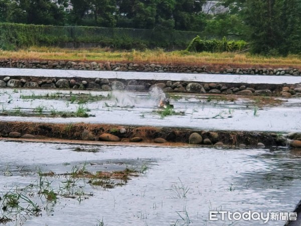 ▲這條疑似遭強風吹斷的高壓電線，掉落在旁邊水田裡，還不時發出爆炸聲響，嚇壞當地居民。（圖／記者黃孟珍翻攝）