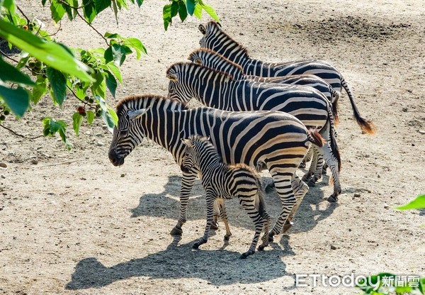 ▲▼封園期間照傳喜訊？斑馬新生兒來報到。（圖／台北市立動物園提供，下同）