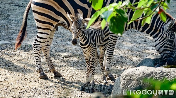 ▲▼封園期間照傳喜訊？斑馬新生兒來報到。（圖／台北市立動物園提供，下同）