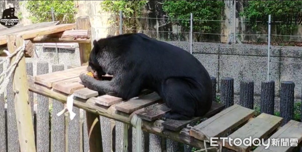 ▲高雄壽山動物園台灣黑熊「波比」。（圖／粉專「壽山動物園」提供）