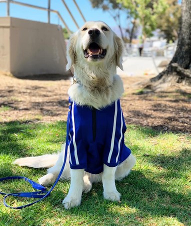 情緒支持毛孩（圖／取自Love On 4 Paws、Little Angels Service Dogs）