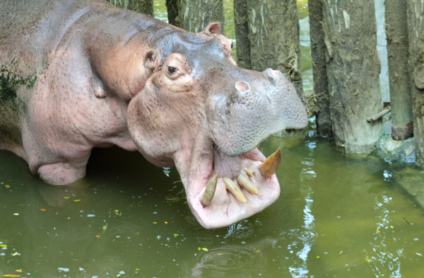 ▲▼粉嫩河馬慢動作「張大嘴喝水」！　壽山動物園直播搶先看。（圖／翻攝自壽山動物園官網）