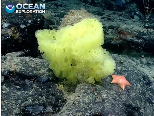 ▲▼美國海洋科學家在大西洋海底發現真實版《海綿寶寶》。（圖／翻攝自美國國家海洋與大氣管理局）