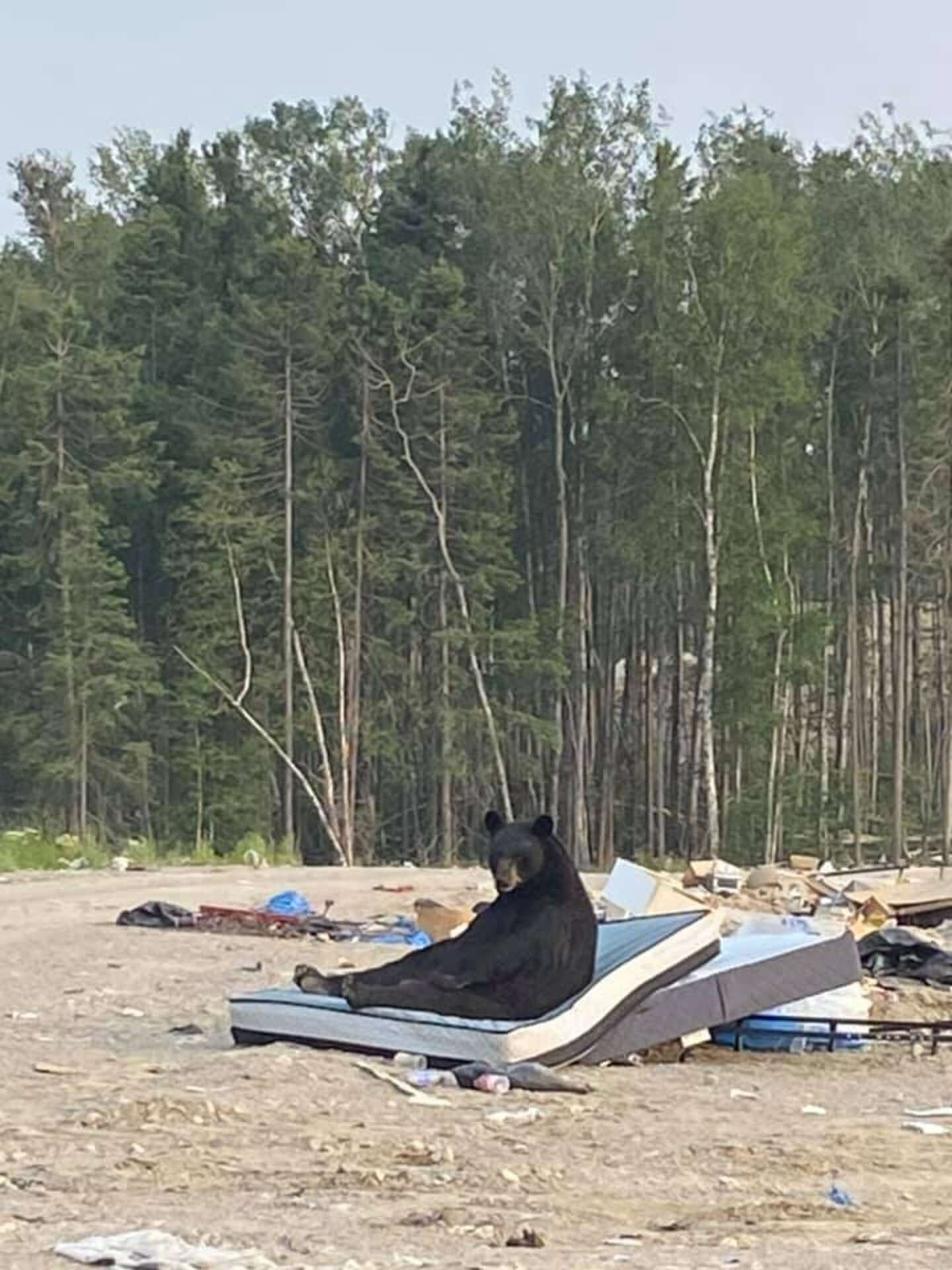 ▲▼加拿大一名女子Keira Mamakwa，到垃圾場看到黑熊睡在床墊上。（圖／翻攝自Facebook／Keira Mamakwa）