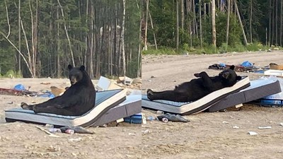 垃圾場變「熊熊渡假村」　黑熊躺床墊狂伸懶腰　曬日光浴見人來瞪：我先來的