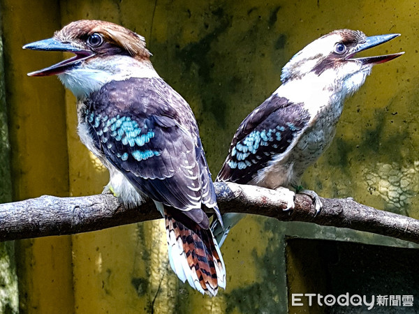 ▲▼笑翠鳥寶寶外形轉大人 真實內在卻仍然像屁孩。（圖／台北市立動物園提供，下同）