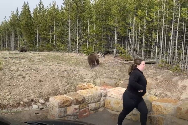 ▲美國女子德林為了拍照竟不顧警示，近距離接近野生熊群，慘遭黃石公園提告。（圖／翻攝自FB／yellowstone national park）