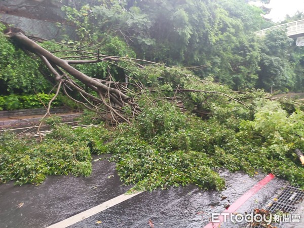 ▲▼彰化八卦山風景區路樹倒塌，雙向封閉。（圖／記者唐詠絮翻攝）