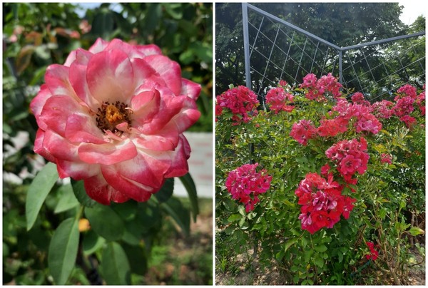 ▲新生公園內的臺北玫瑰園夏季玫瑰。（圖／公園處提供）