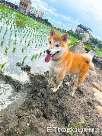 ▲▼上路前喝多了！柴柴巡田「走歪路」　醉到插秧糗回頭求救。（圖／飼主李先生提供）